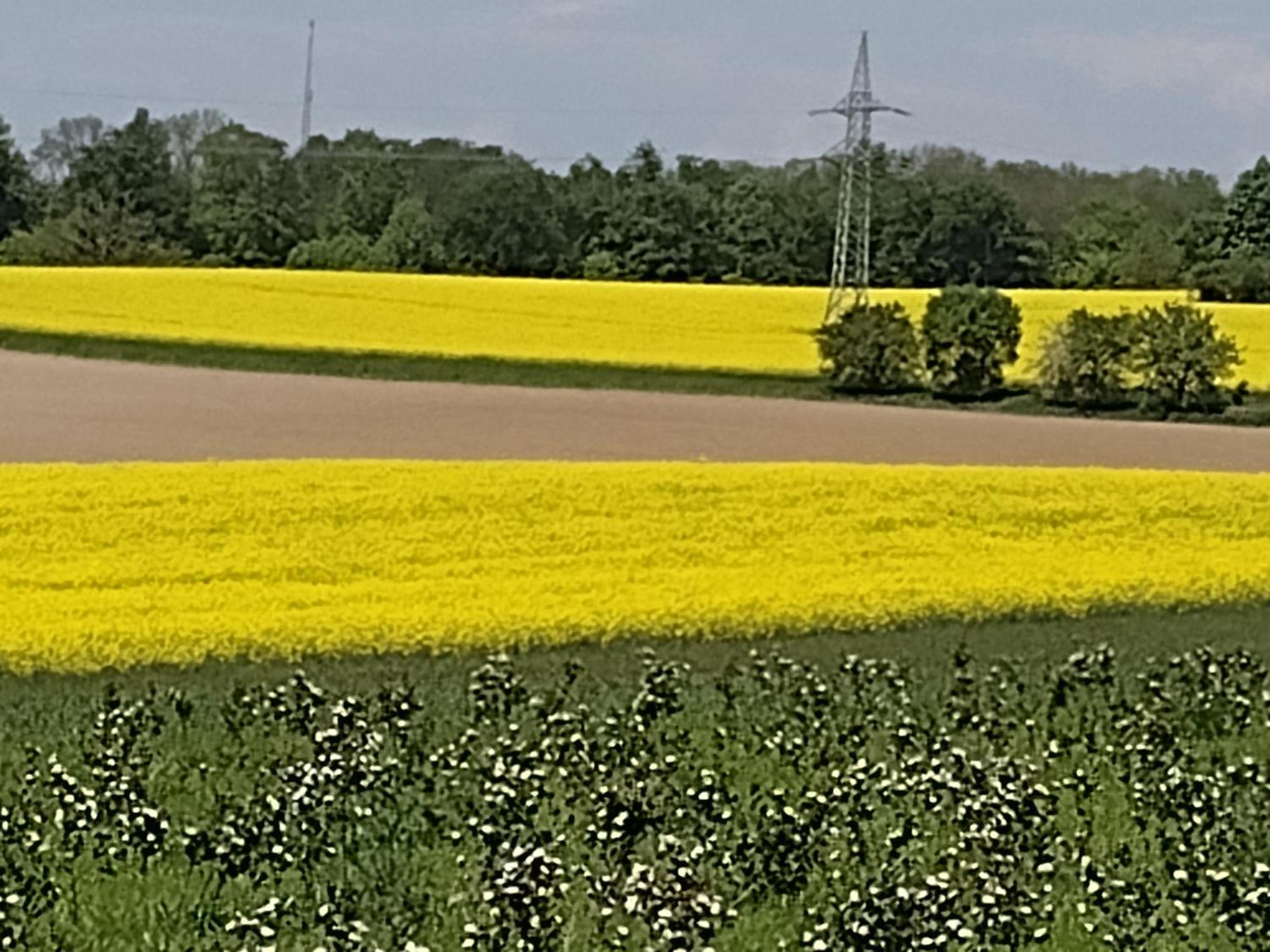 Osterode am Harz Olifant In Osterode 아파트 외부 사진